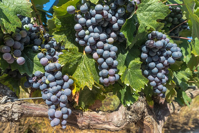 rutas gastro-enológica en vino La Rioja Cuzcurrita de Río Tirón